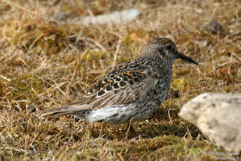 Purple Sandpiperadult breeding