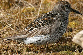 Purple Sandpiper