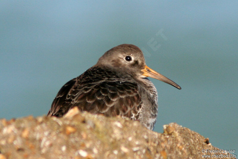 Purple Sandpiper