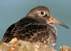 Purple Sandpiper