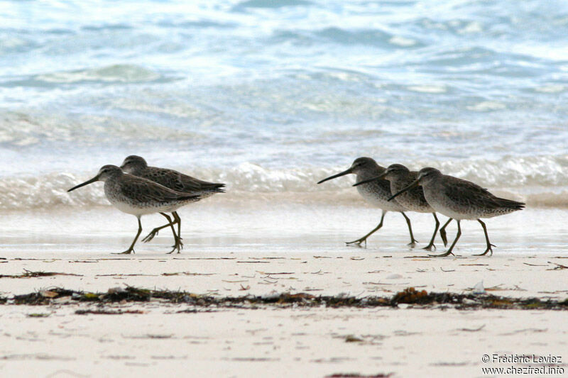 Short-billed Dowitcheradult