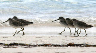 Short-billed Dowitcher