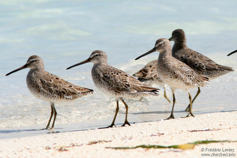 Short-billed Dowitcheradult