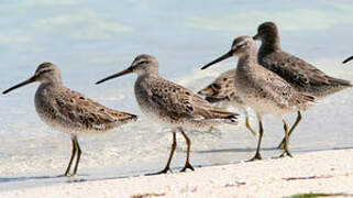 Short-billed Dowitcher