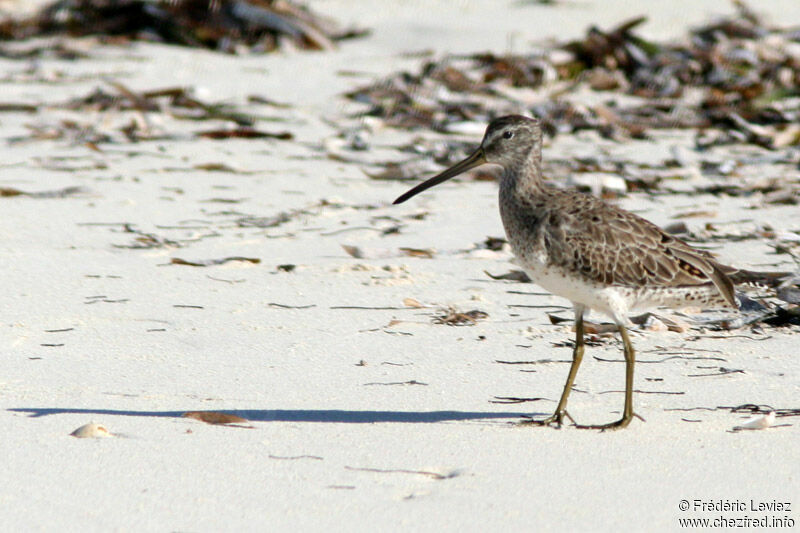 Short-billed Dowitcheradult