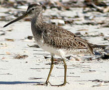 Short-billed Dowitcher