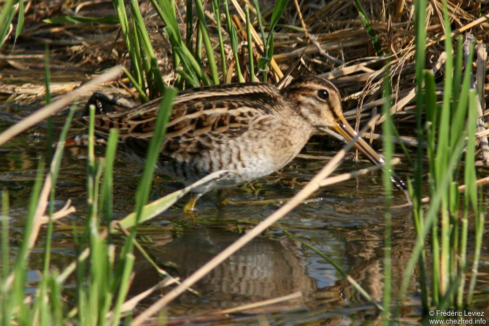 Pin-tailed Snipe, identification