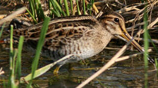 Pin-tailed Snipe