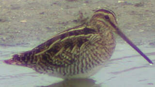 Common Snipe