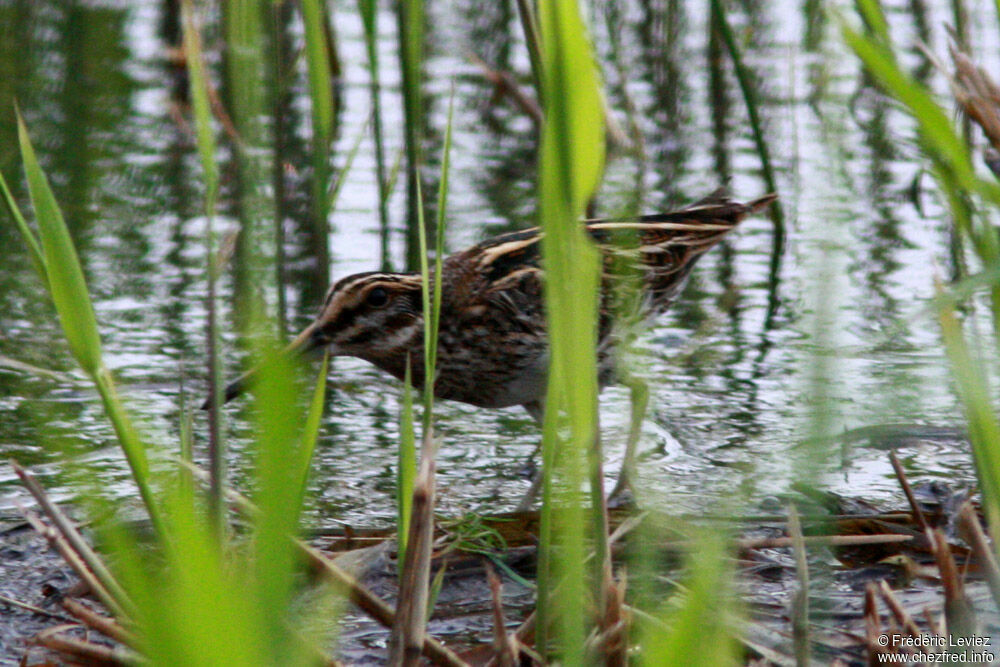 Jack Snipe, identification