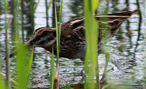 Jack Snipe