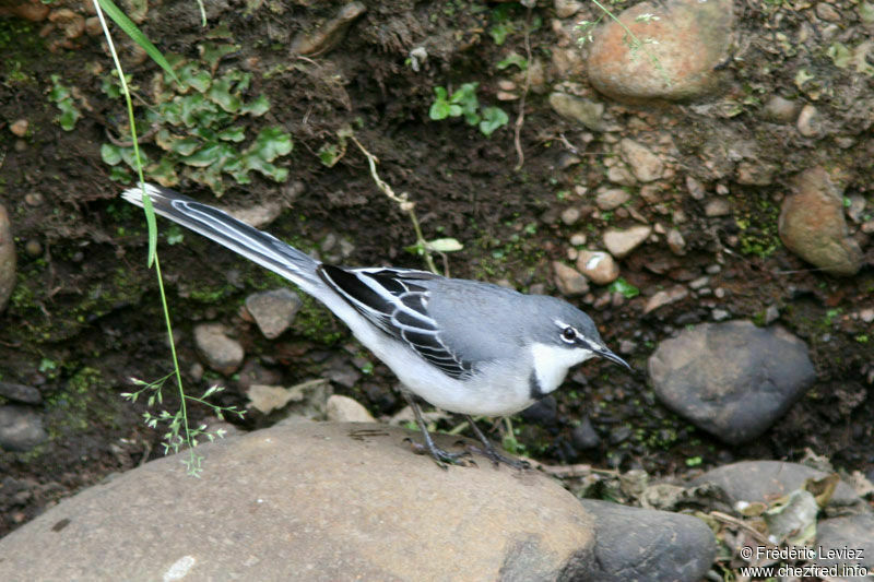 Mountain Wagtailadult, identification