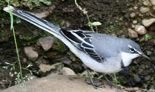 Mountain Wagtail