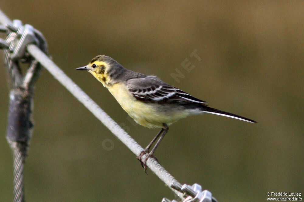 Citrine Wagtail female adult, identification