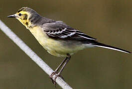 Citrine Wagtail