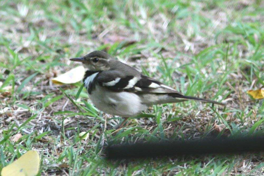 Forest Wagtail, identification