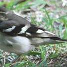Bergeronnette de forêt