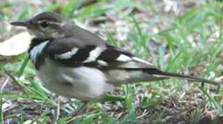 Forest Wagtail