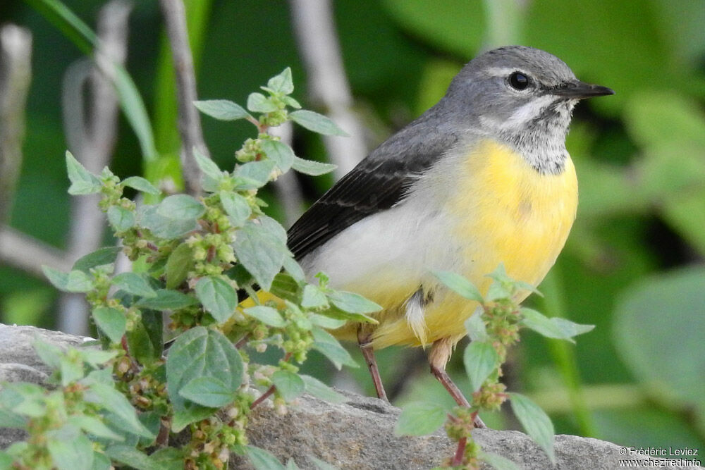 Bergeronnette des ruisseauxadulte, identification, portrait