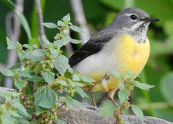 Grey Wagtail