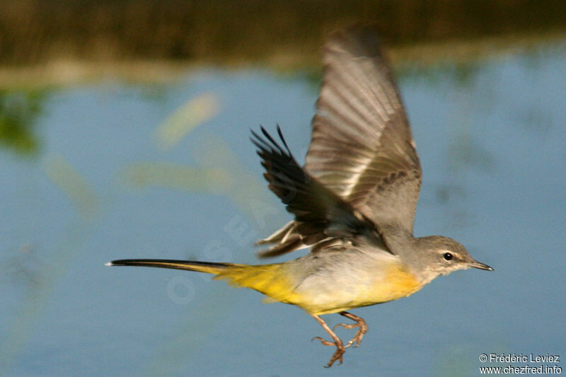 Grey Wagtailadult