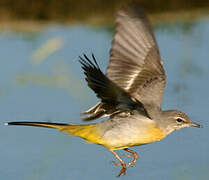 Grey Wagtail