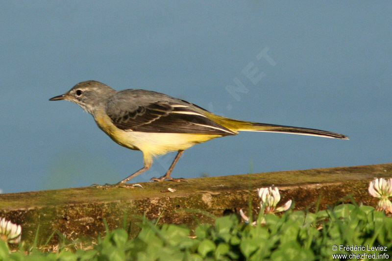 Grey Wagtailadult