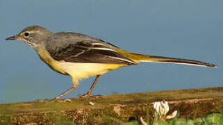 Grey Wagtail