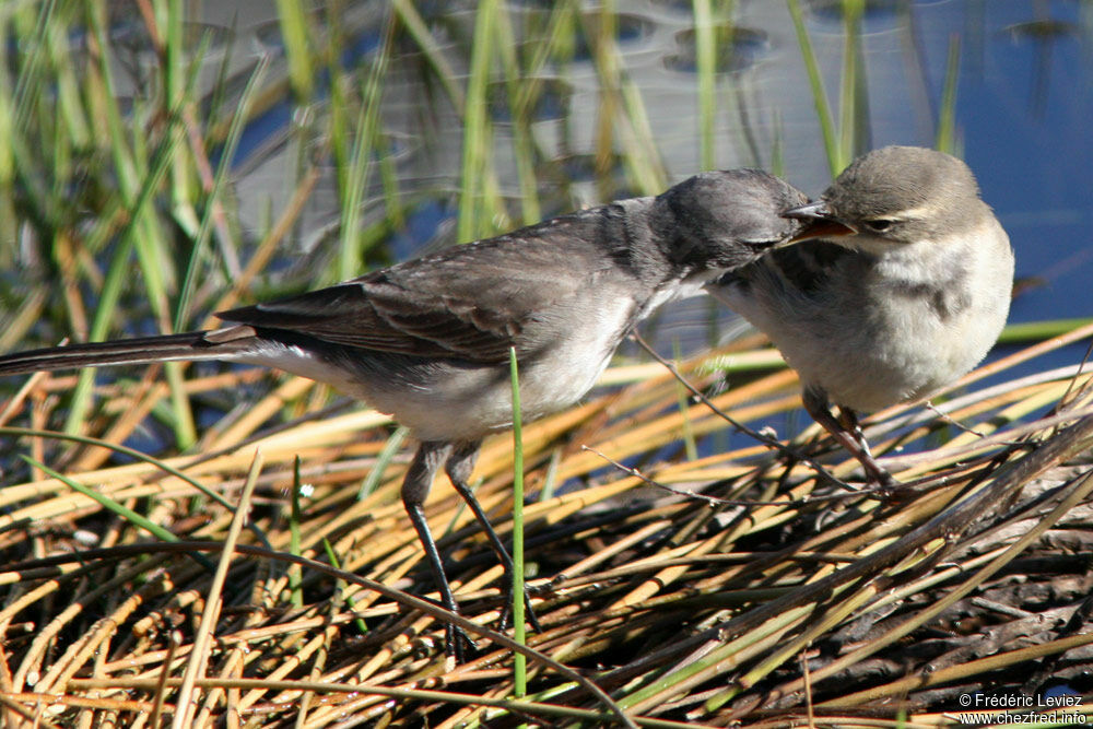 Cape Wagtail, identification