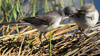 Cape Wagtail