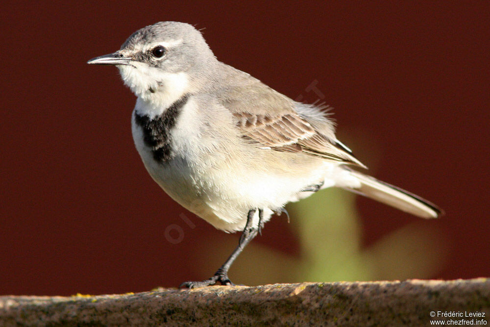 Cape Wagtailadult, identification