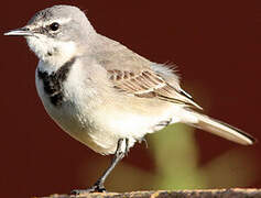 Cape Wagtail