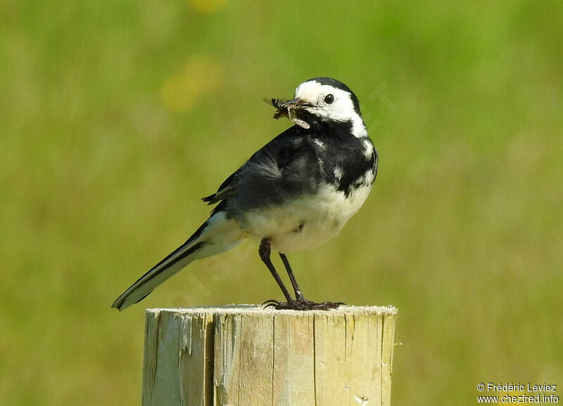 White Wagtail male adult, identification, close-up portrait