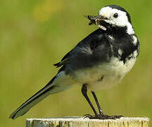 White Wagtail