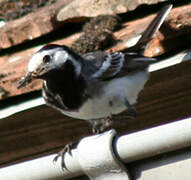 White Wagtail