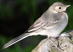 White Wagtail