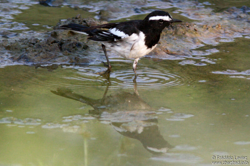 White-browed Wagtailadult, identification