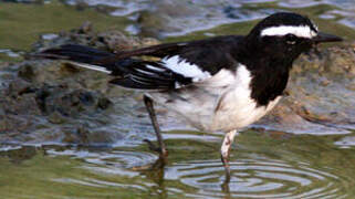 White-browed Wagtail