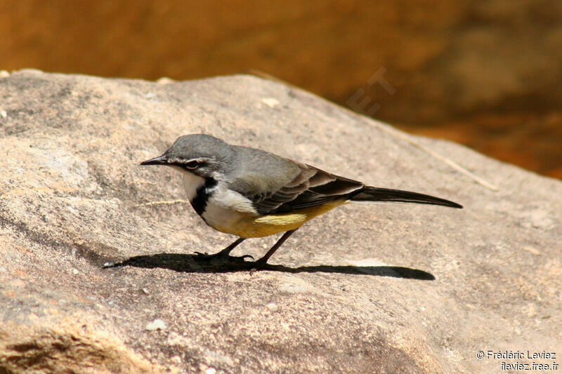 Madagascar Wagtail