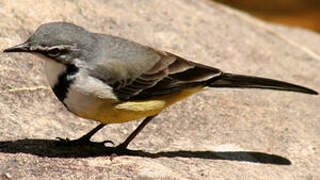 Madagascar Wagtail