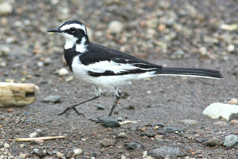 African Pied Wagtailadult, identification