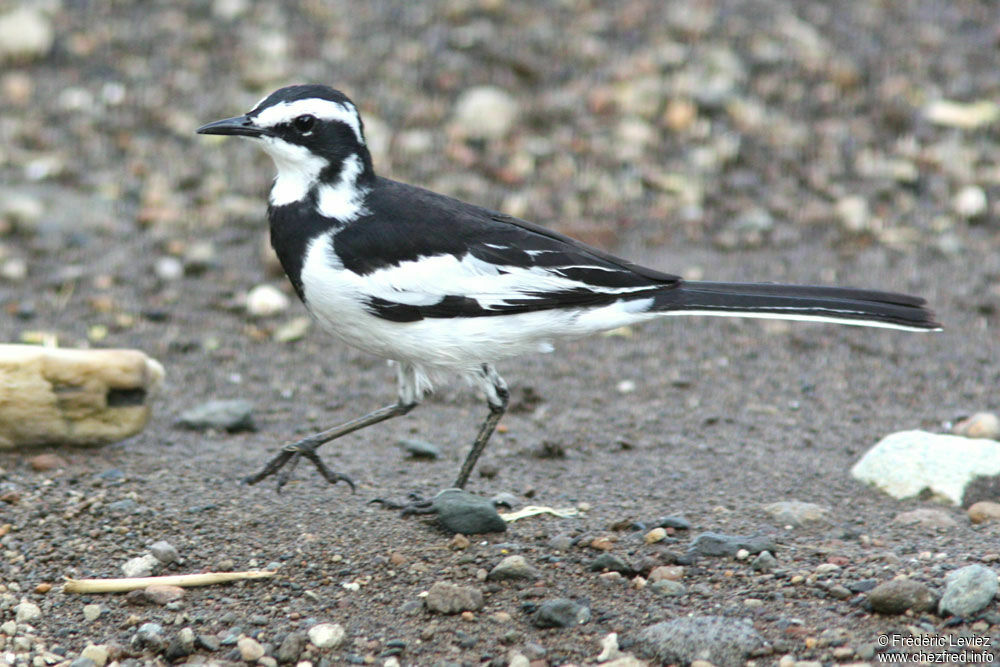 African Pied Wagtailadult, identification