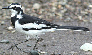 African Pied Wagtail