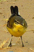 Western Yellow Wagtail