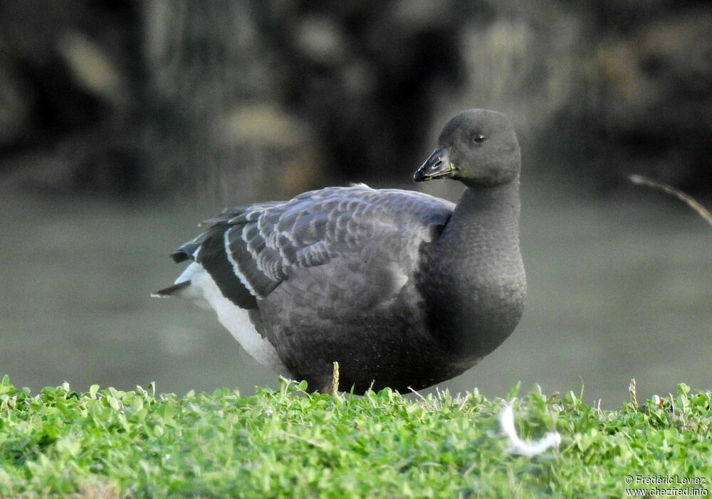 Brant Goose, identification, close-up portrait