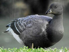 Brant Goose