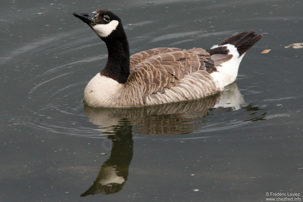 Canada Gooseadult, identification