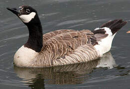 Canada Goose