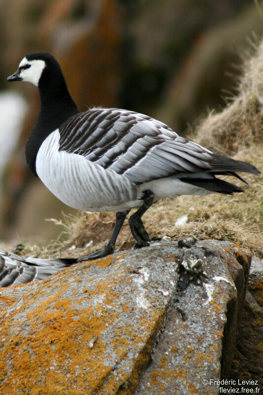 Barnacle Gooseadult breeding