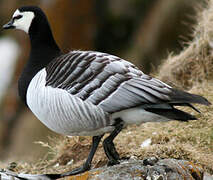 Barnacle Goose